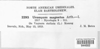 Uromyces magnatus image